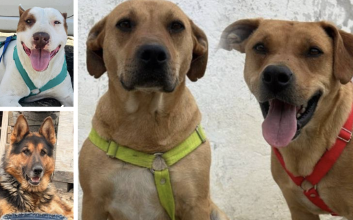 Buscan familias para perros del dispensario: «Hasta que la última jaula quede vacía»